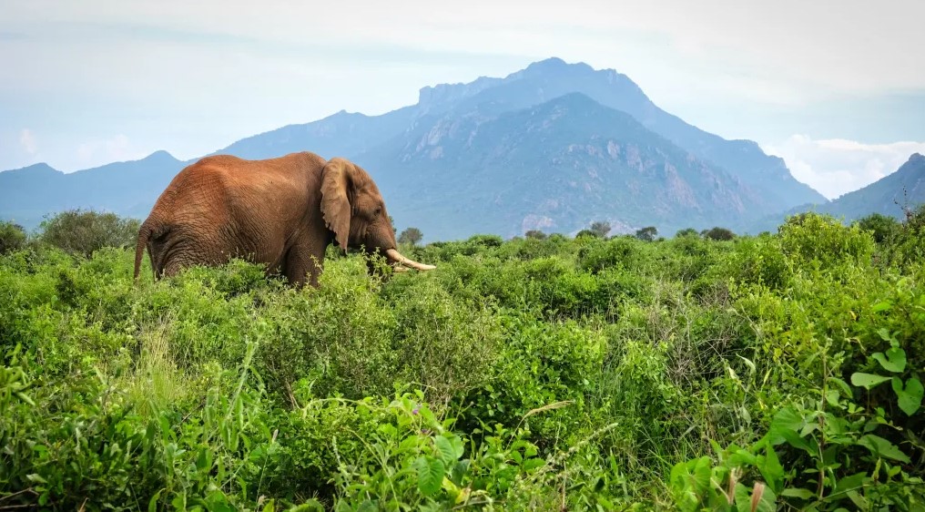 Tsavo National Park